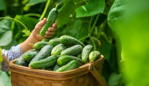 Start, wait 2 hours and water the cucumbers right after putting them in the ground, and you will strengthen their roots and stems. They will result lush in the summer. Homemade fertilizer for cucumbers