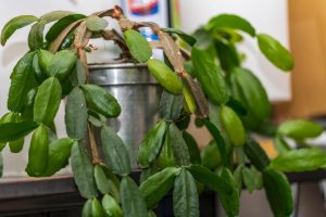 Without this, Grudniki will not bloom in winter. Throughout the summer, water it with a mixture of water and this, and in November Grudnik will cover with flowers. Homemade fertilizer to Grudnik for the summer from a professional