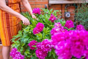Melt in the water and quickly water the peonies, and they will repay with magnificent flowers. The rich conditioner will stimulate flowering and strengthen it. Natural peony fertilizer