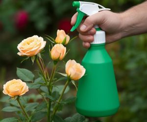 Dilute 2 ingredients in water and spray aphids on roses, and you will fight them once and for all. The pests will disappear and will not come back. Homemade spraying on the aphids on roses
