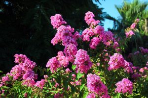 It blooms beautifully in the garden up to 120 days a year. Place it instead of hydrangea and you won't regret it. Flowers that bloom for a long time