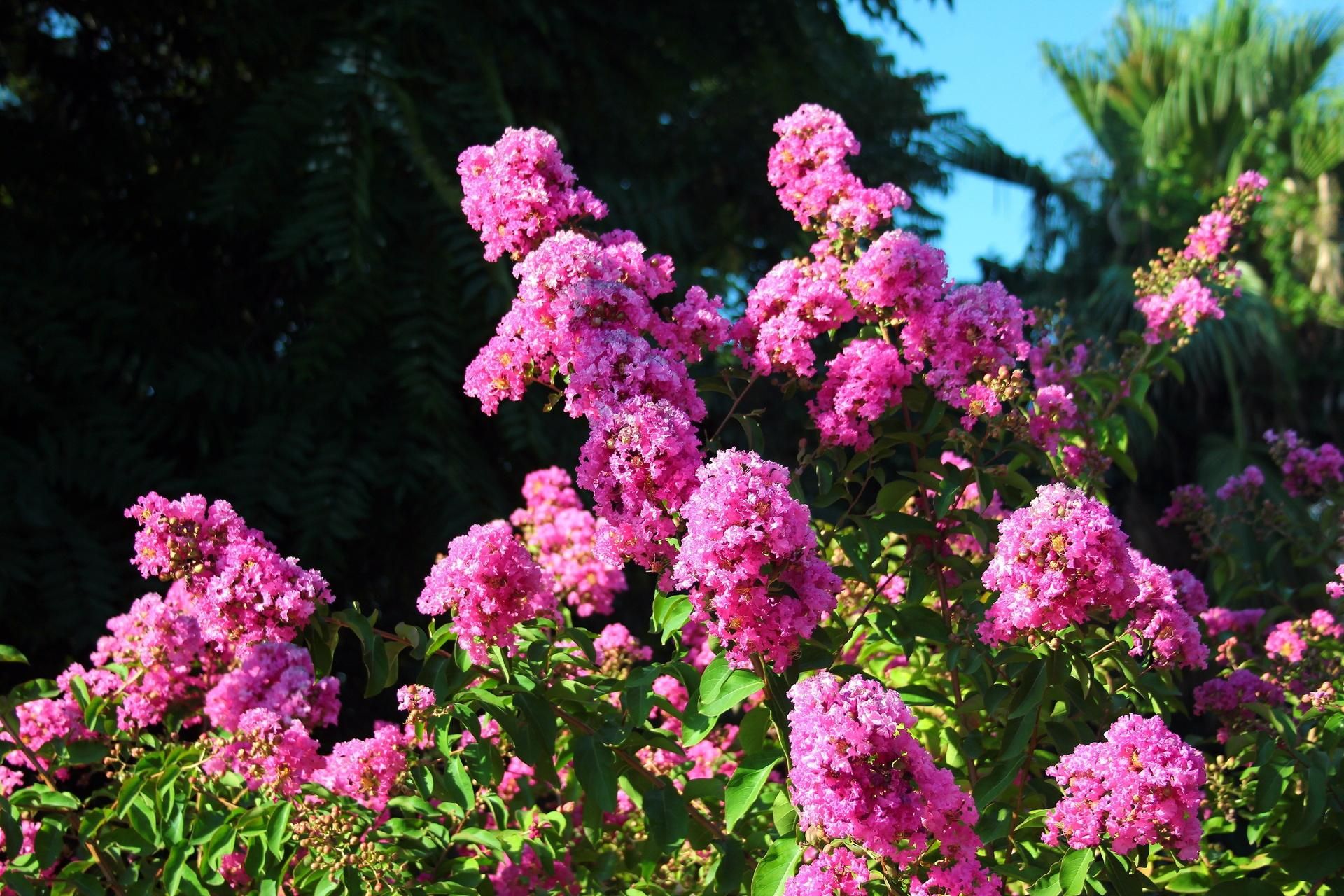 It blooms beautifully in the garden up to 120 days a year. Place it instead of hydrangea and you won't regret it. Flowers that bloom for a long time