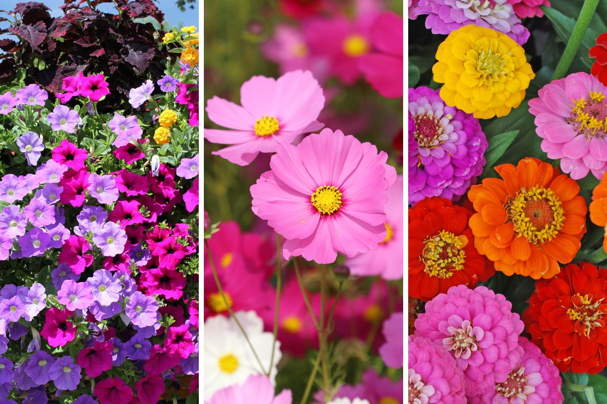 What to plant in April