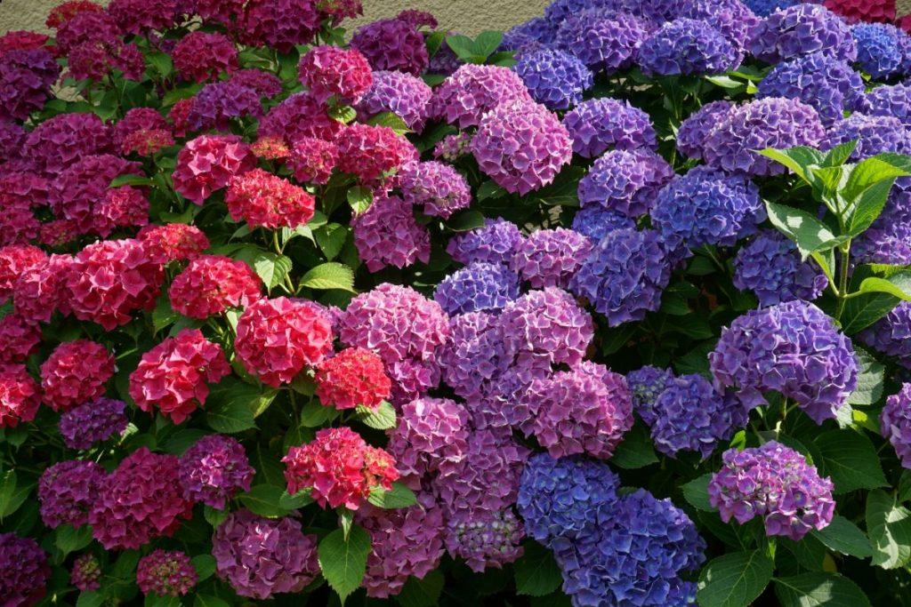 Hydrangea garden