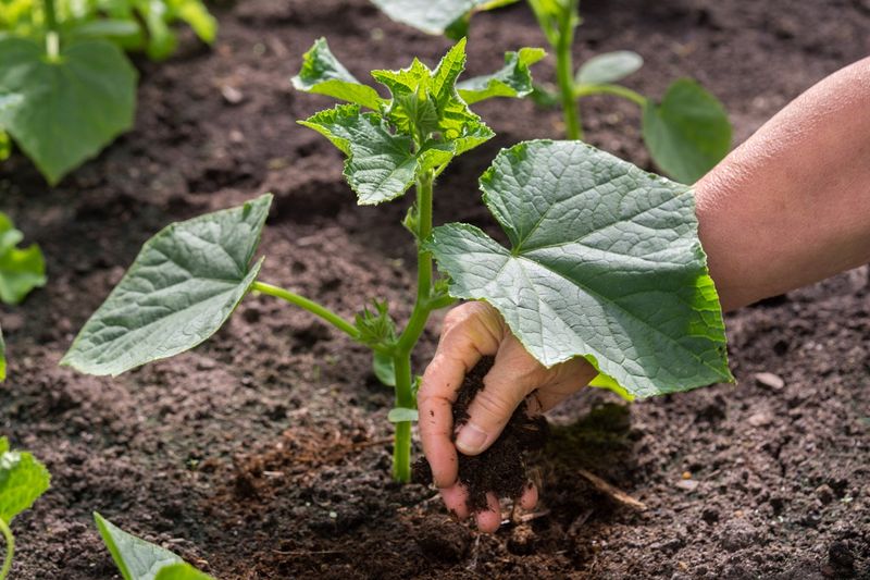Serve the cucumbers for the first time 2 weeks after planting. Photo. Getty images