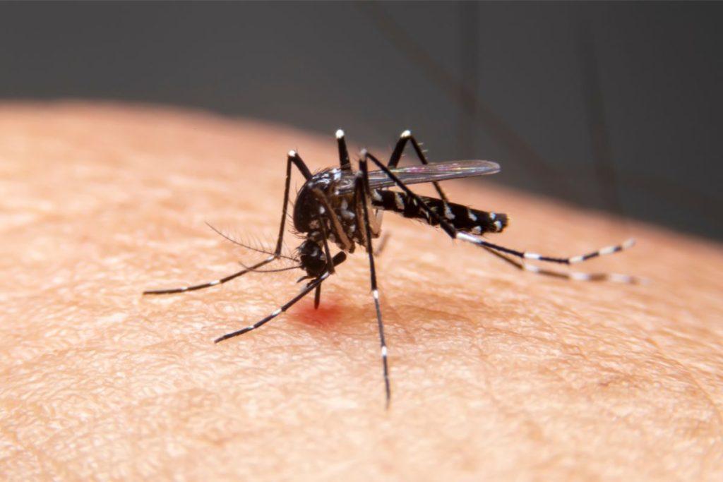 How to get rid of mosquitoes