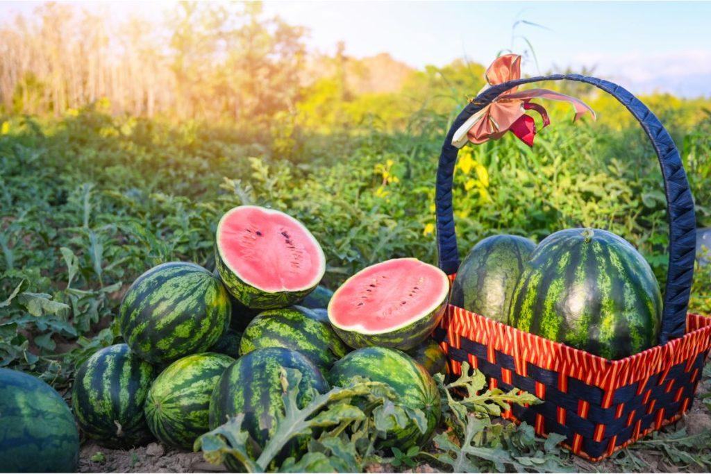 How to plant watermelons?
