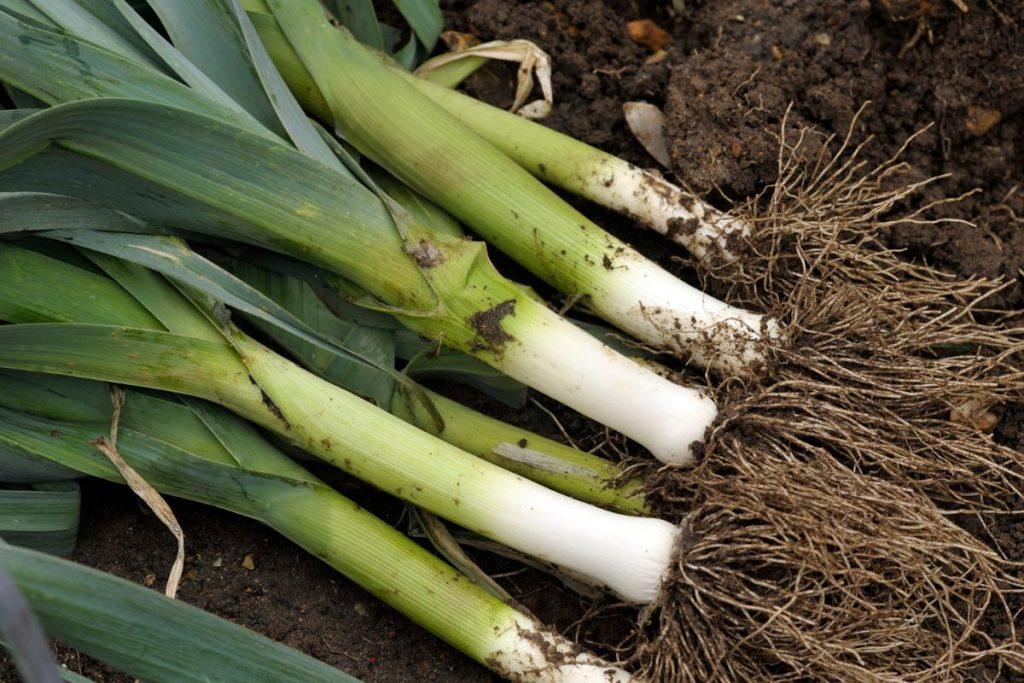 How to plant leeks