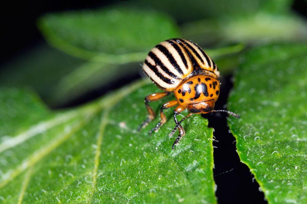 Colorado beetles