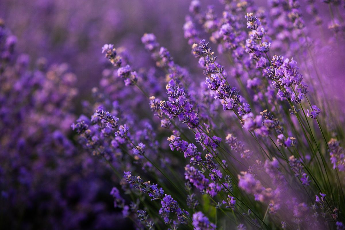 How to prune lavender in spring