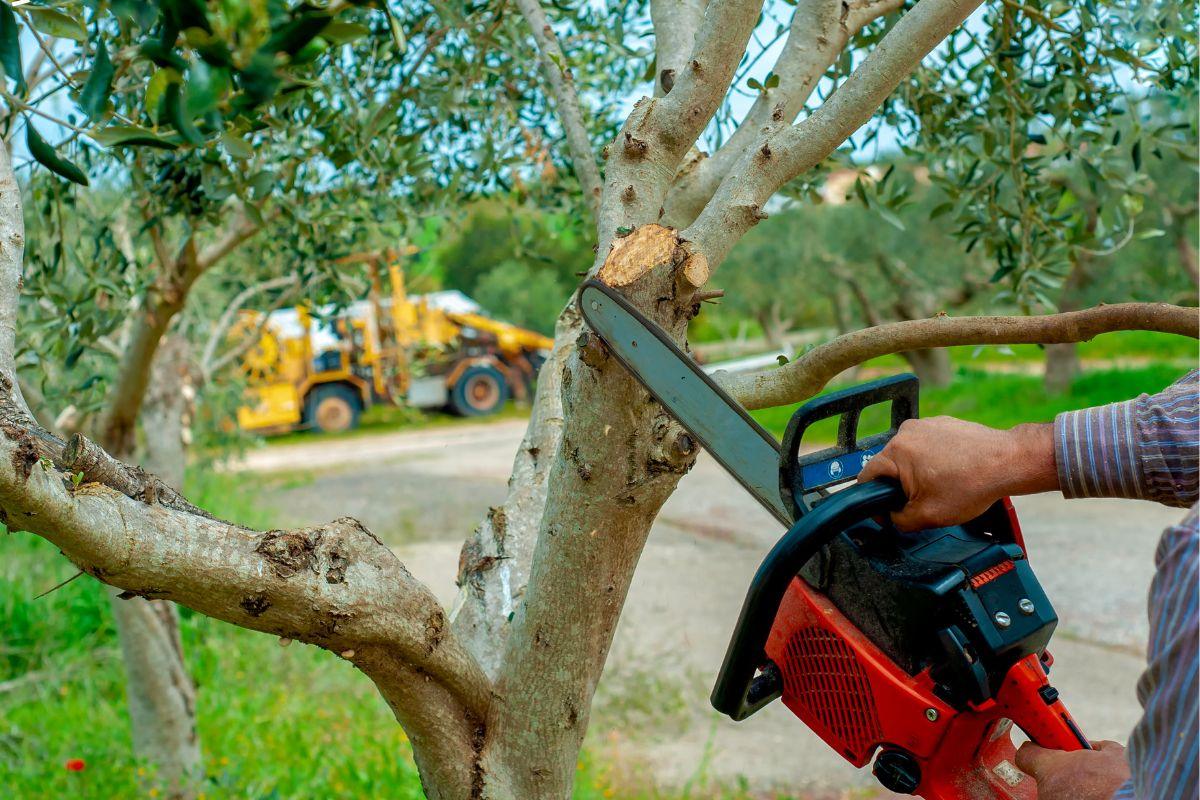 Tree pruning: necessity and art for a healthy garden
