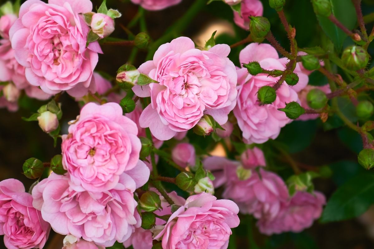 Variety of roses for flowery borders