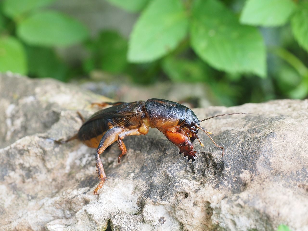 garden pests