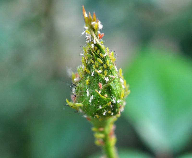 Spraying on aphids photo: Getty Images