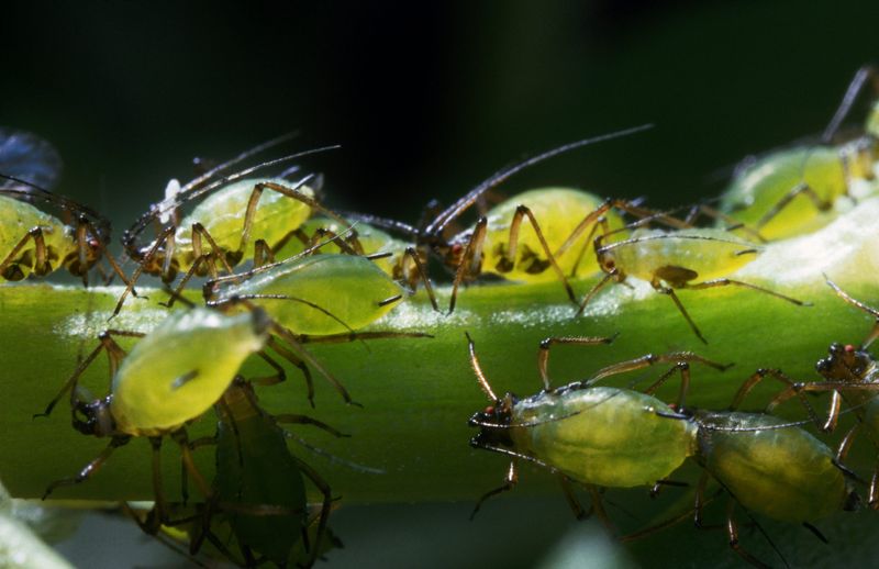 Spraying on aphids based on vinegar, photo: Getty Images