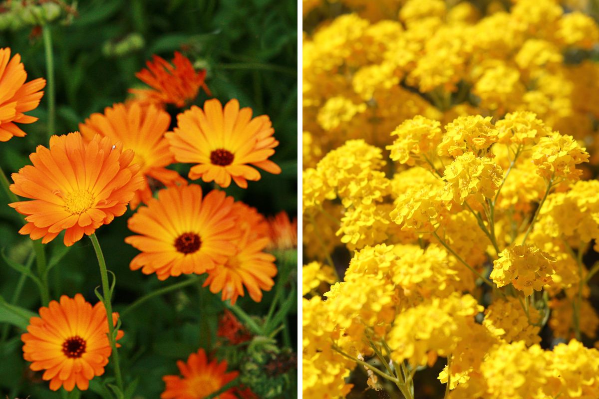 Flowers to plant in April