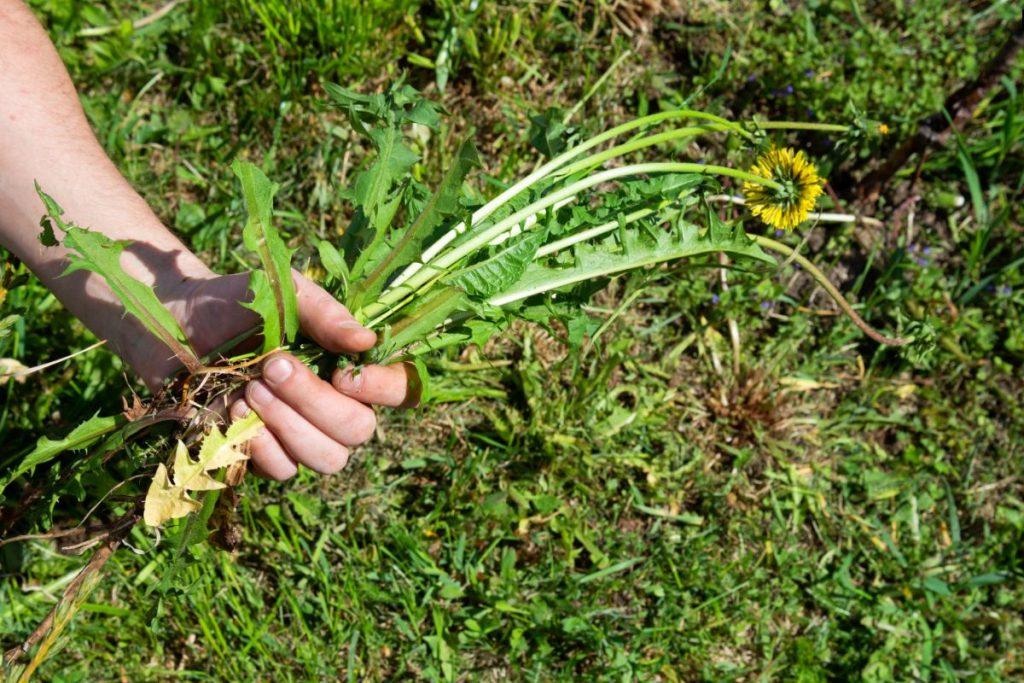 Weeds and weeding