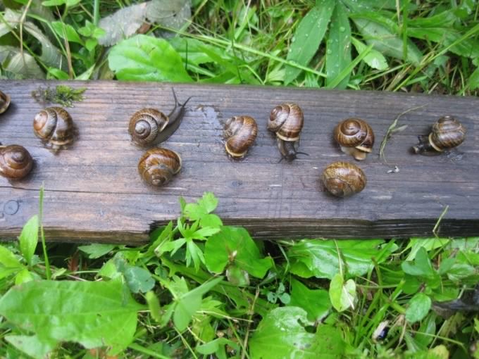 Snails