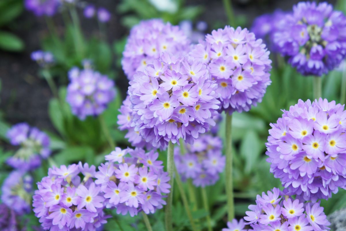 varieties of primrile for flower beds