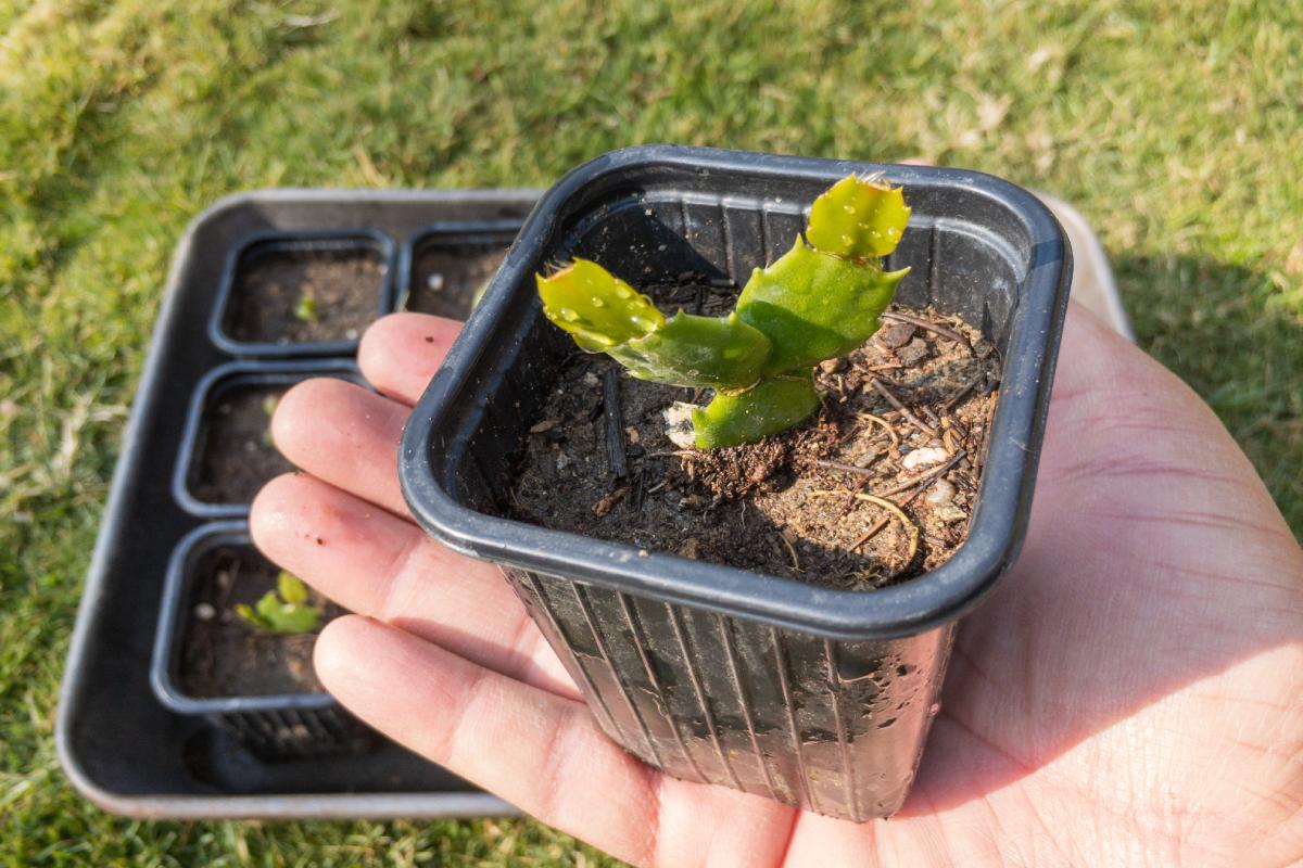 The cactus cutting: here's how to do it