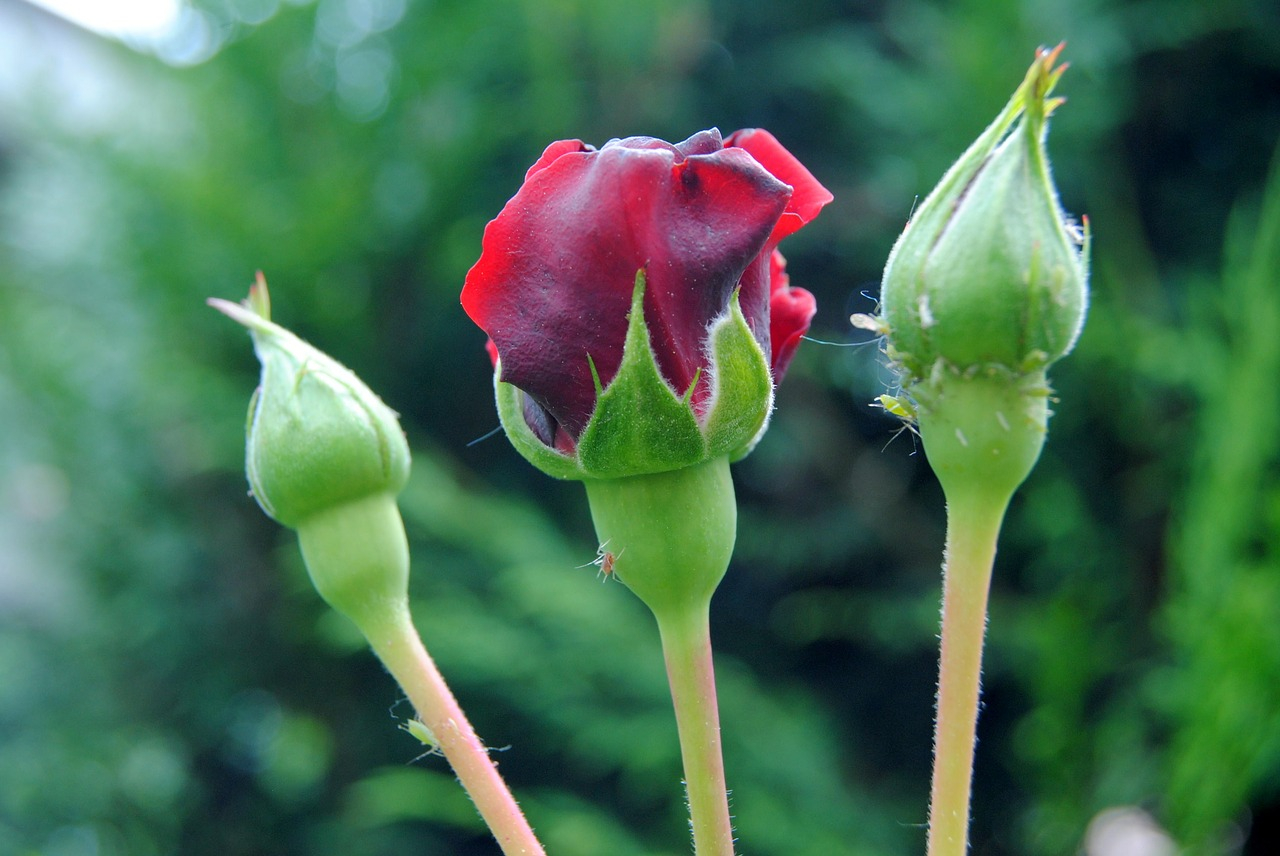 Aphids on roses and berry bushes will disappear! Try this simple solution!