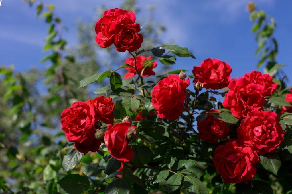 Rose varieties in Lithuania