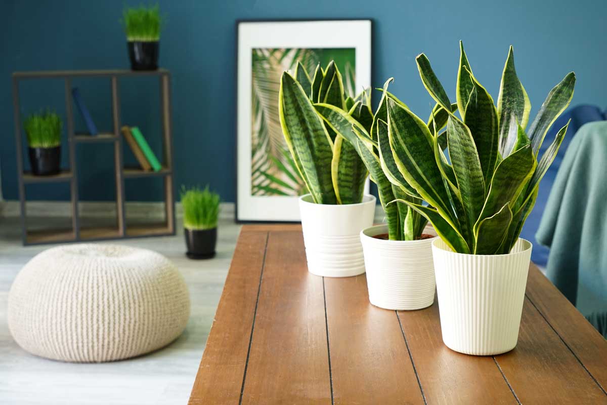 fatty plants that thrive even with little light