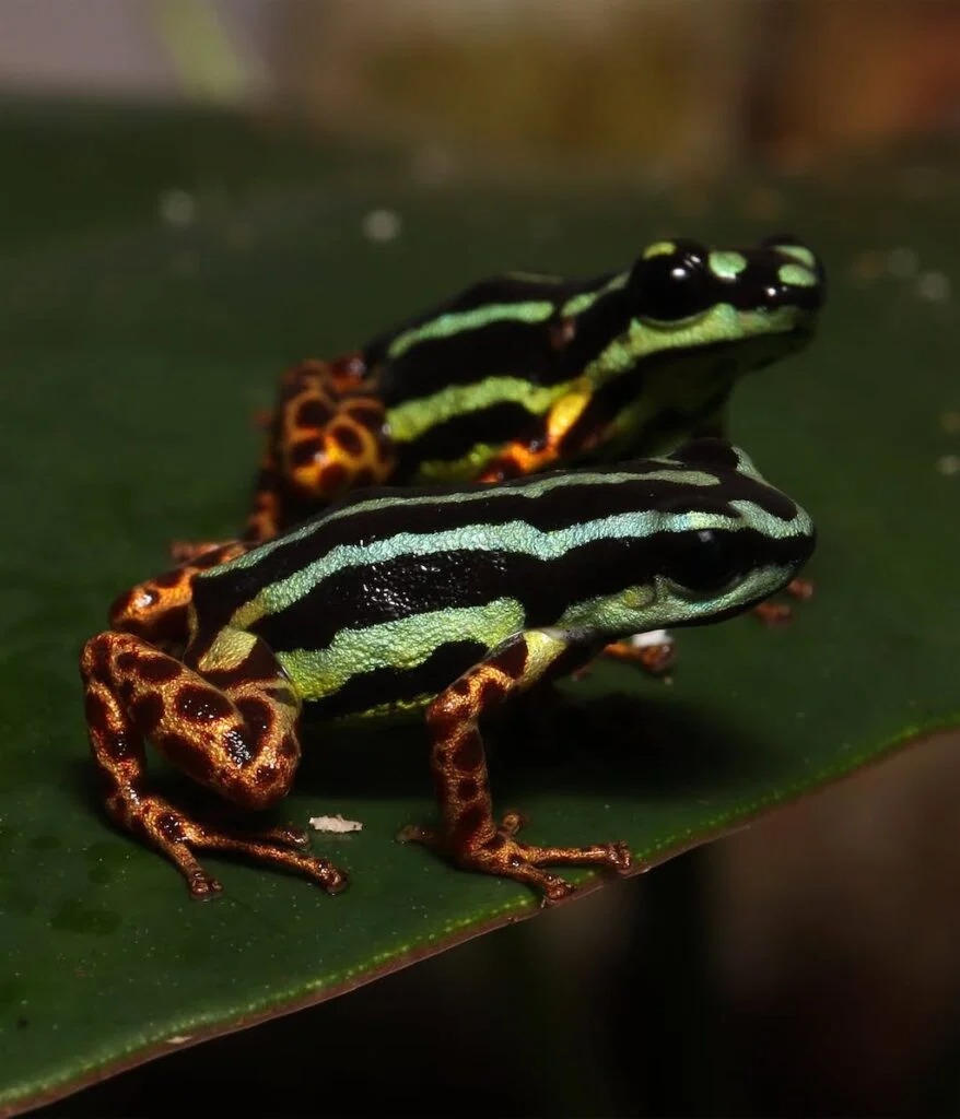 Inpa scientists discover in the Amazon new type of frog still unknown to science