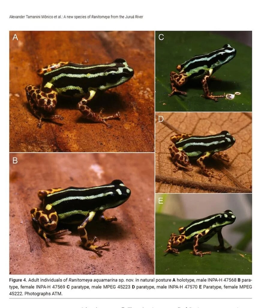 Inpa scientists discover in the Amazon new type of frog still unknown to science