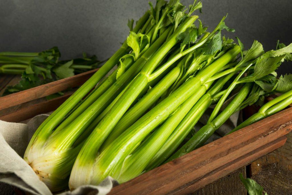 Planting celery