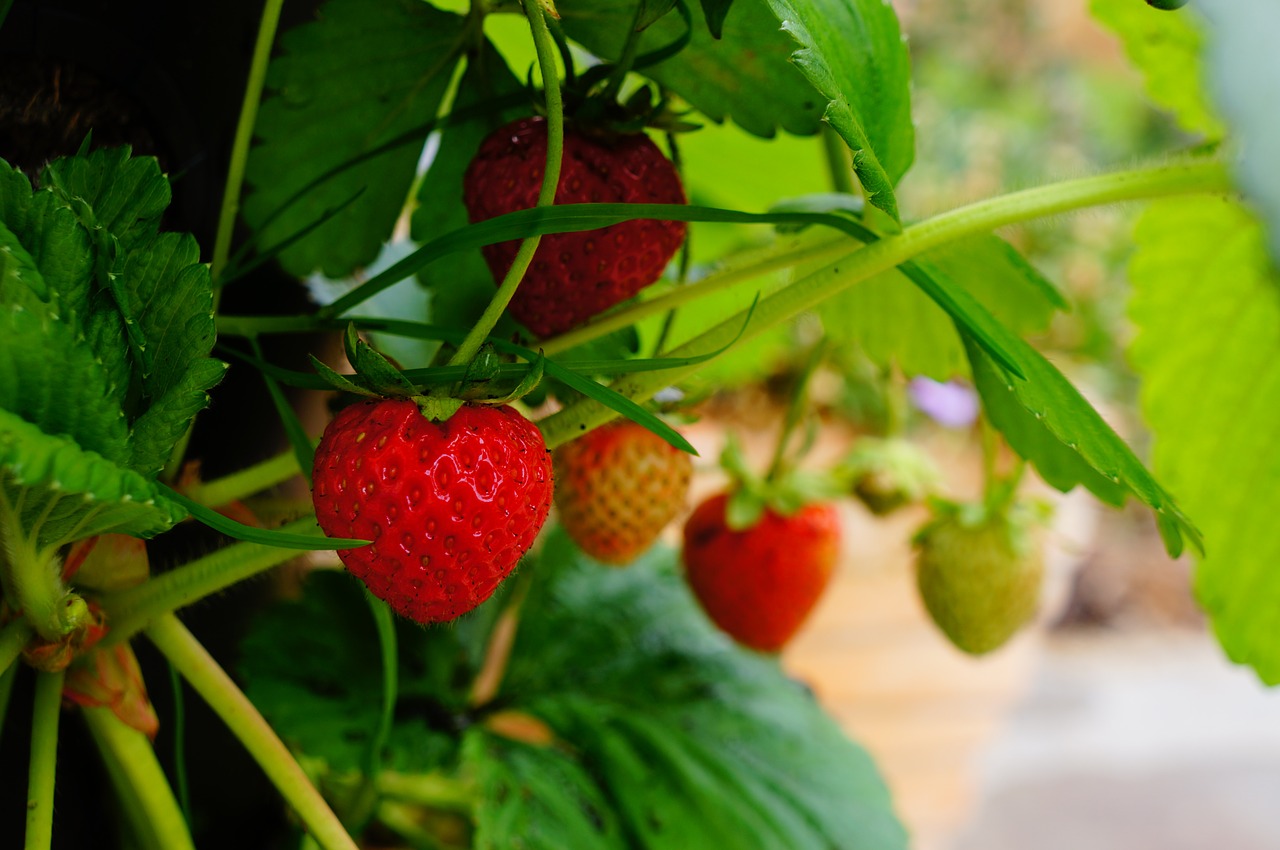 How do you fertilize the strawberries during the flowering period to make the harvest even more abundant?