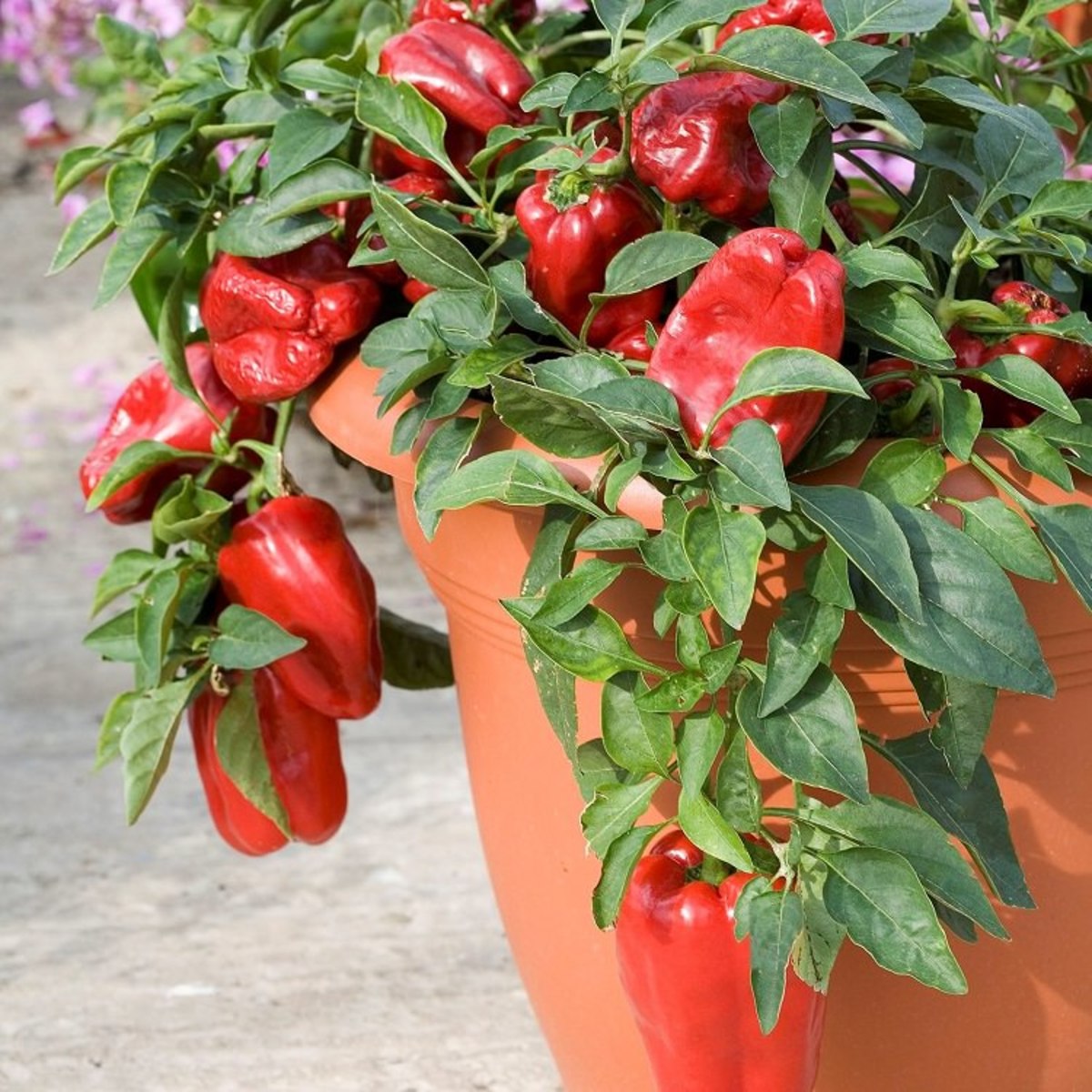 grow vegetables on the balcony
