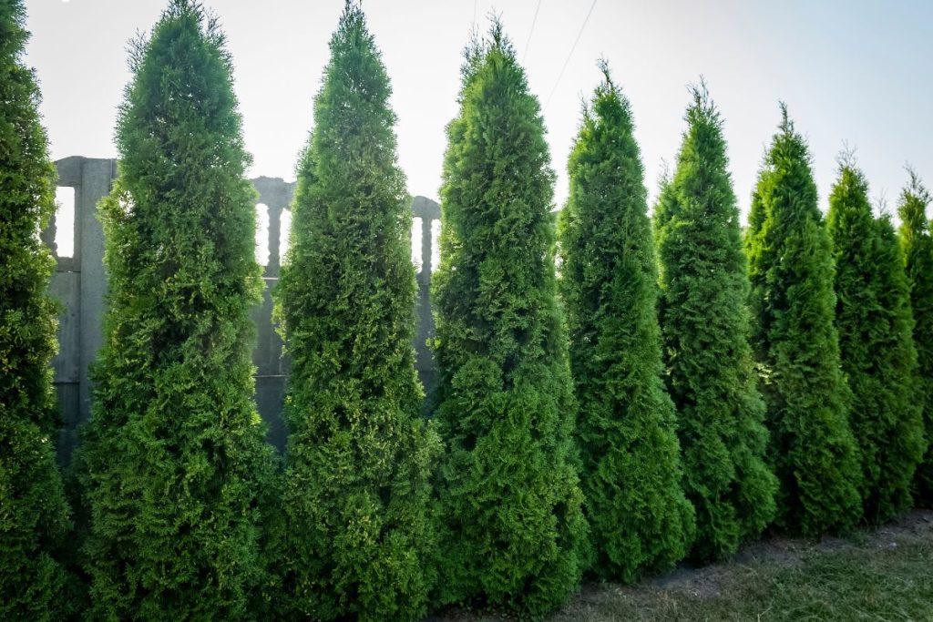 in the yard of the Thuja