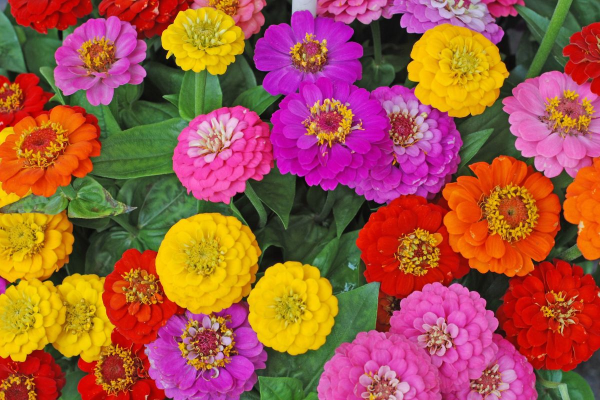 How to sow zinnias in the garden
