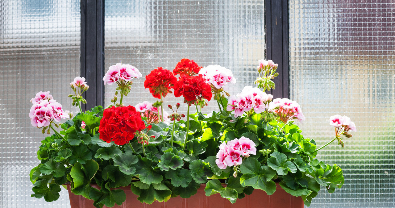 Infected fragments of geraniums should be removed immediately