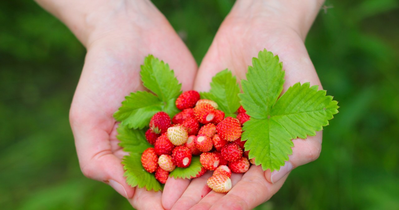 Wild strawberry leaf infusion will support weight loss /123RF /PICSEL