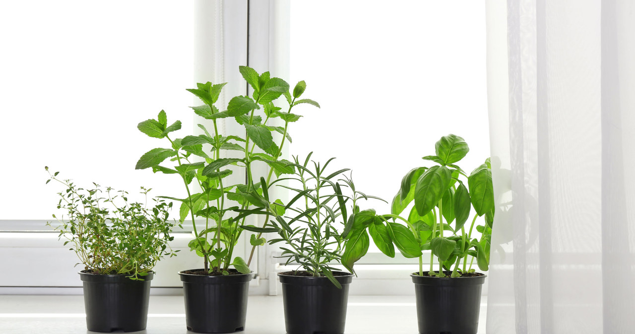 Just a thread and a bowl so as not to worry about irrigation of plants during vacation