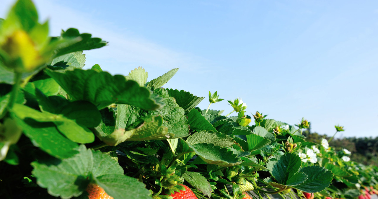 Avoid fertilization of strawberries with too much nitrogen