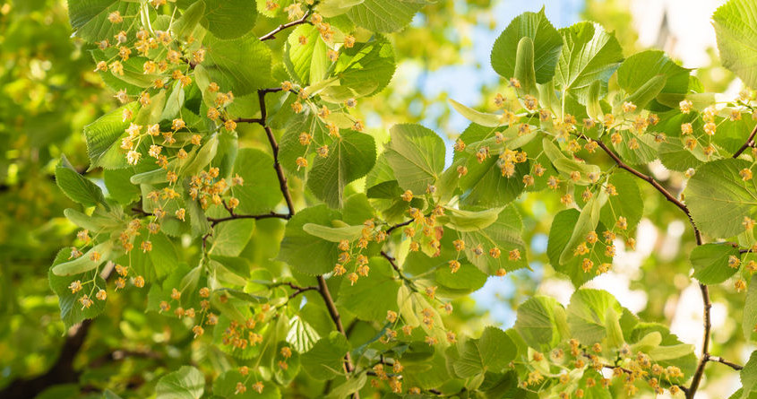 Houses were decorated with linden branches /123rf /picsel in the green worlds
