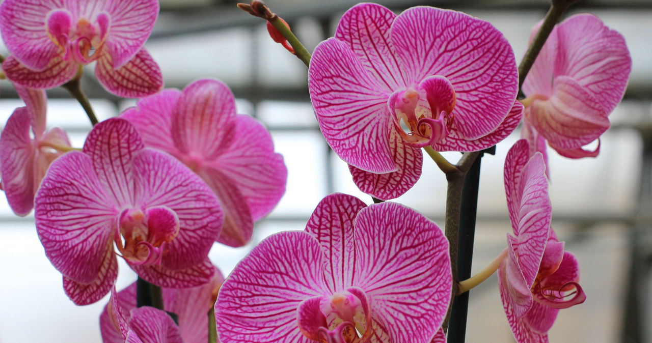 Instead of ready fertilizers, prepare a banana cuticle conditioner for orchid. He will revive after her.
