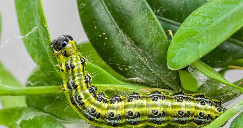 The boxwood moth looks inconspicuous, but it can do huge damage /123RF /PICSEL