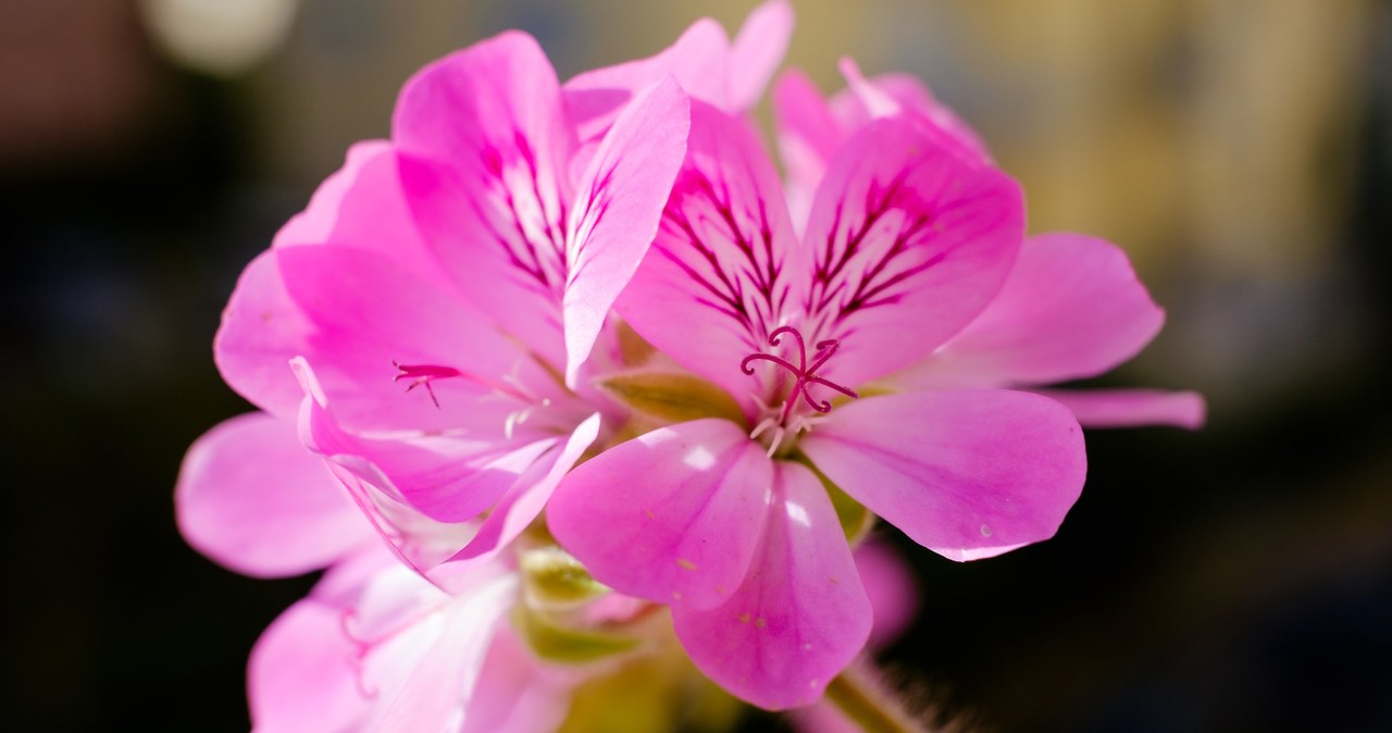 The use of iodina for geraniums can make it bloom beautifully to the first frost /Doctorpic /123RF /Picsel