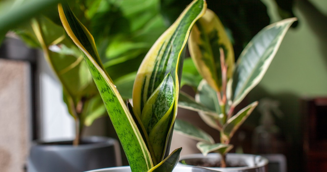 Sansewieria is worth cutting to improve its habit and condition /123RF /PICSEL