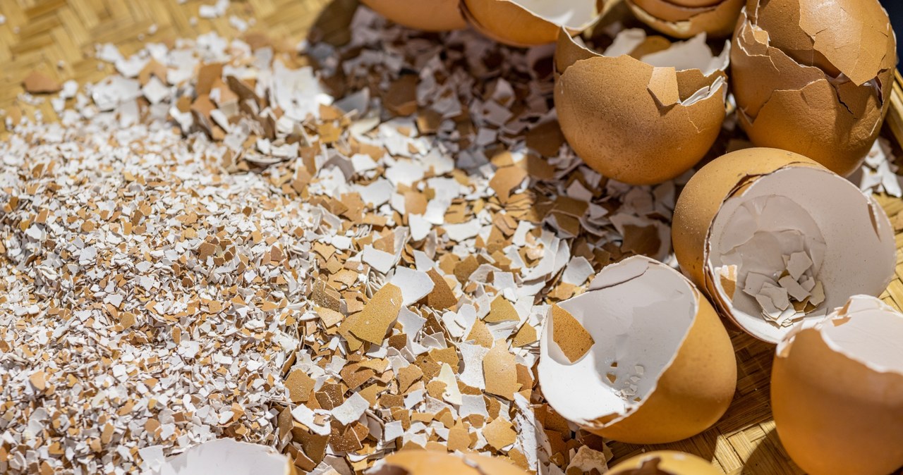 Egg shells contain valuable calcium for plants. It is extremely important for lavender because it supports its growth and flowering /123RF /PICSEL
