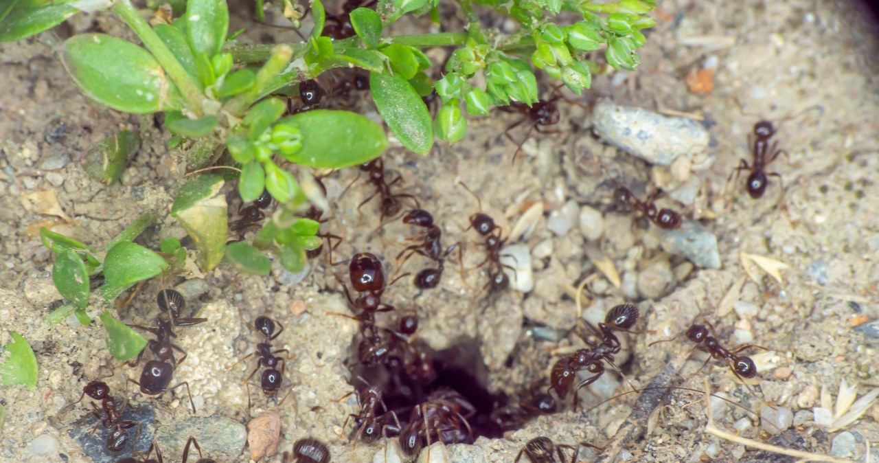 Annts can cause great damage to the garden. To get rid of them, it is worth sprinkling the cinnamon path that your uninvited guests follow. /123RF/PICSEL