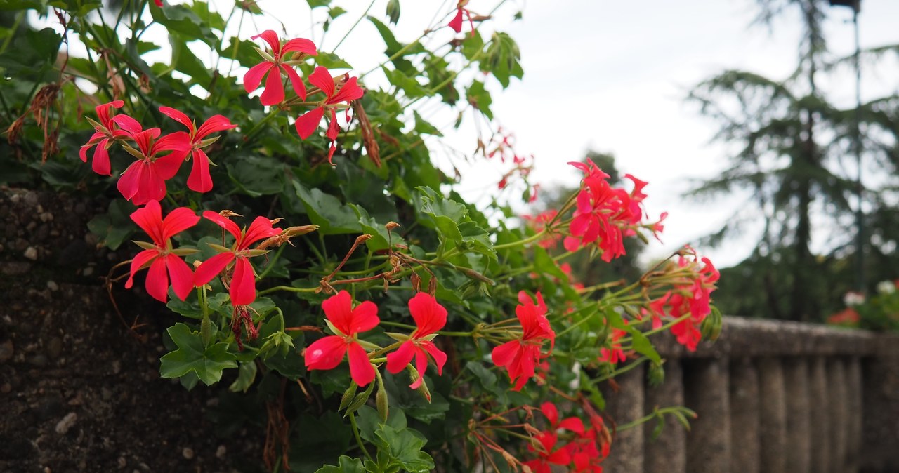 Geranium is not only a decorative plant. Its healing properties can be useful during sore throat. /123RF/PICSEL