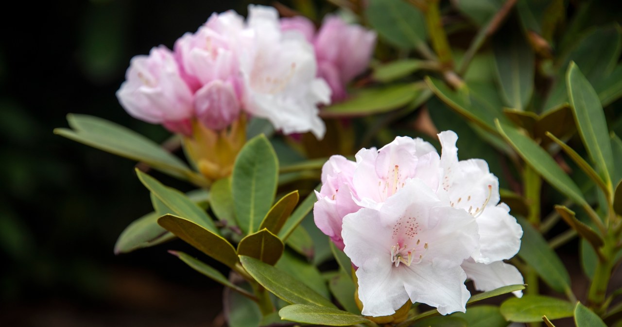 Rhododendron requires proper care /123RF /PICSEL