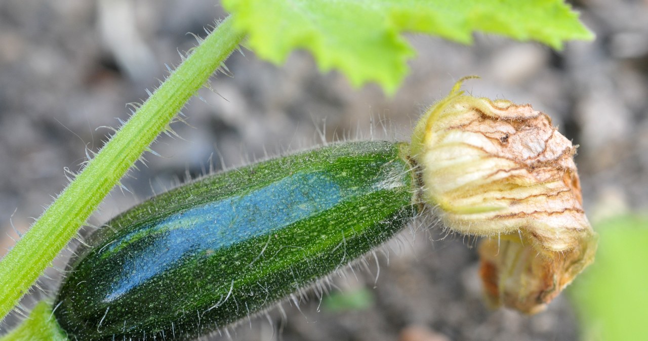 Manual dusting of zucchini will make us enjoy abundant crops