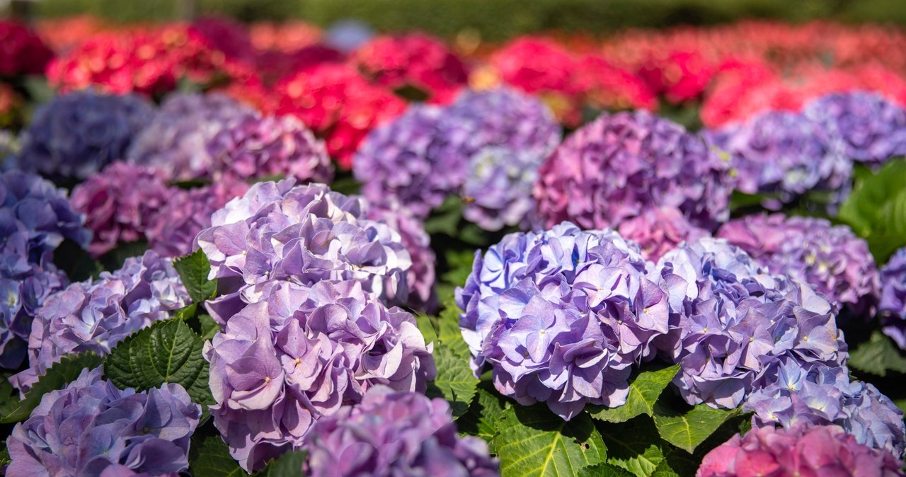 Thanks to the yeast conditioner, our hydrangeas will bloom beautifully /123RF /PICSEL
