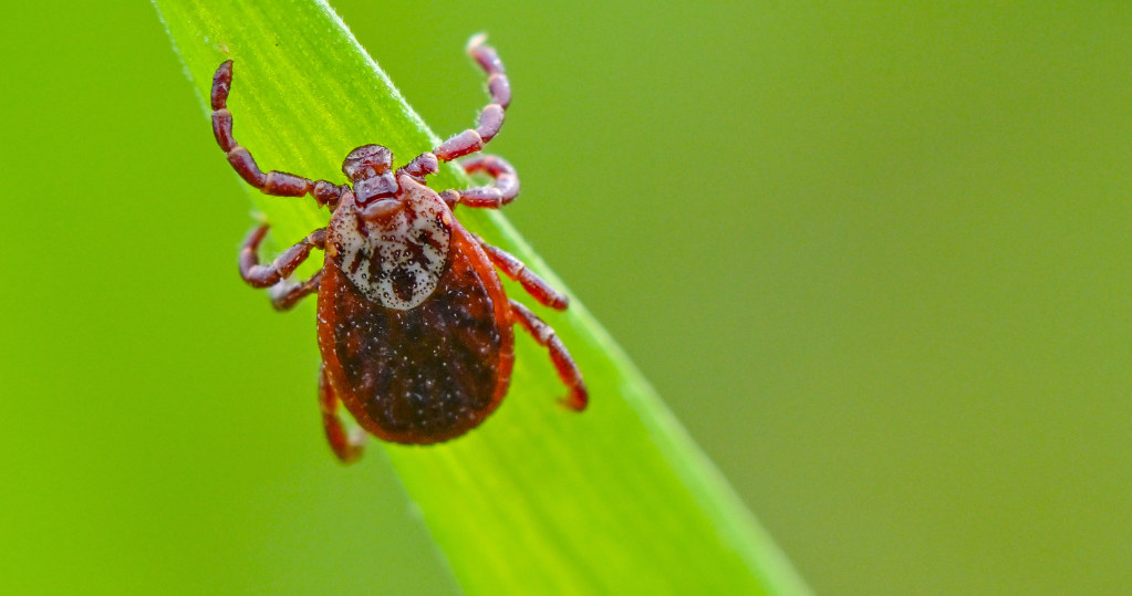Ticks appear from early spring and are active even until late autumn /Patrick Pleul